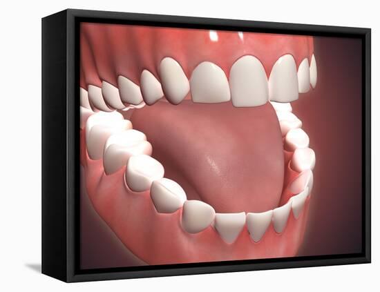 Human Mouth Open, Showing Teeth, Gums and Tongue-null-Framed Stretched Canvas