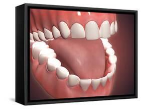 Human Mouth Open, Showing Teeth, Gums and Tongue-null-Framed Stretched Canvas