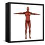 Human Muscular System-Stocktrek Images-Framed Stretched Canvas