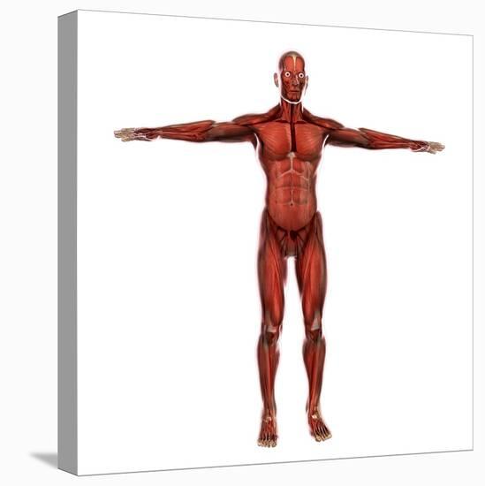 Human Muscular System-Stocktrek Images-Stretched Canvas