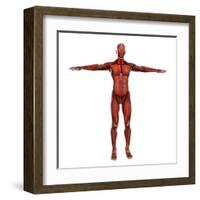 Human Muscular System-Stocktrek Images-Framed Art Print