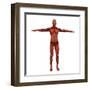 Human Muscular System-Stocktrek Images-Framed Art Print