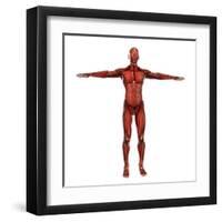 Human Muscular System-Stocktrek Images-Framed Art Print