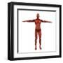 Human Muscular System-Stocktrek Images-Framed Art Print