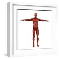 Human Muscular System-Stocktrek Images-Framed Art Print