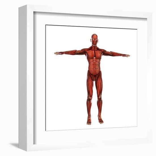 Human Muscular System-Stocktrek Images-Framed Art Print