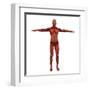 Human Muscular System-Stocktrek Images-Framed Art Print