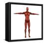 Human Muscular System-Stocktrek Images-Framed Stretched Canvas