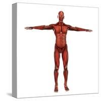 Human Muscular System-Stocktrek Images-Stretched Canvas