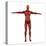 Human Muscular System-Stocktrek Images-Stretched Canvas