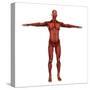 Human Muscular System-Stocktrek Images-Stretched Canvas