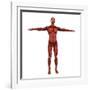 Human Muscular System-Stocktrek Images-Framed Art Print