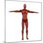 Human Muscular System-Stocktrek Images-Mounted Art Print