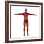 Human Muscular System-Stocktrek Images-Framed Art Print