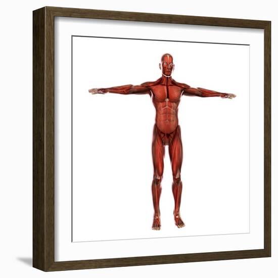 Human Muscular System-Stocktrek Images-Framed Art Print