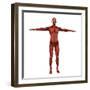 Human Muscular System-Stocktrek Images-Framed Art Print