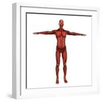 Human Muscular System-Stocktrek Images-Framed Art Print