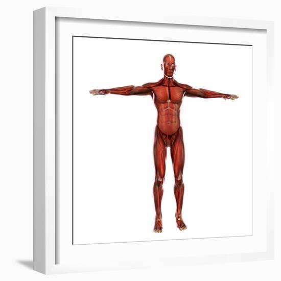 Human Muscular System-Stocktrek Images-Framed Art Print