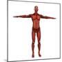 Human Muscular System-Stocktrek Images-Mounted Art Print