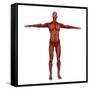 Human Muscular System-Stocktrek Images-Framed Stretched Canvas