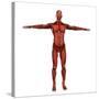 Human Muscular System-Stocktrek Images-Stretched Canvas