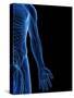 Human Nervous System, Artwork-SCIEPRO-Stretched Canvas