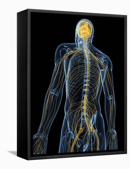 Human Nervous System, Artwork-SCIEPRO-Framed Stretched Canvas