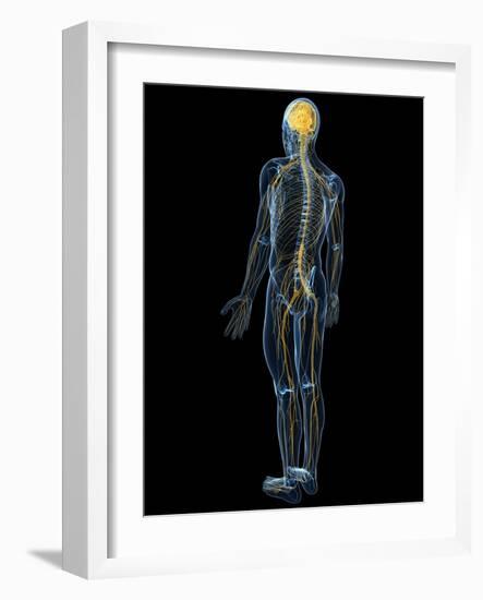 Human Nervous System, Artwork-SCIEPRO-Framed Photographic Print