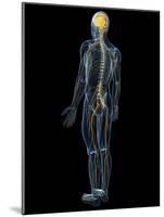 Human Nervous System, Artwork-SCIEPRO-Mounted Photographic Print