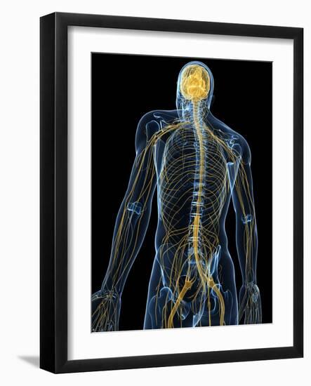 Human Nervous System, Artwork-SCIEPRO-Framed Photographic Print