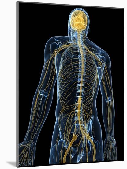 Human Nervous System, Artwork-SCIEPRO-Mounted Photographic Print