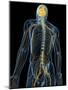 Human Nervous System, Artwork-SCIEPRO-Mounted Photographic Print