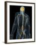 Human Nervous System, Artwork-SCIEPRO-Framed Photographic Print