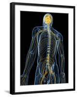 Human Nervous System, Artwork-SCIEPRO-Framed Photographic Print