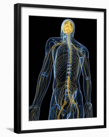 Human Nervous System, Artwork-SCIEPRO-Framed Photographic Print