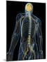 Human Nervous System, Artwork-SCIEPRO-Mounted Photographic Print