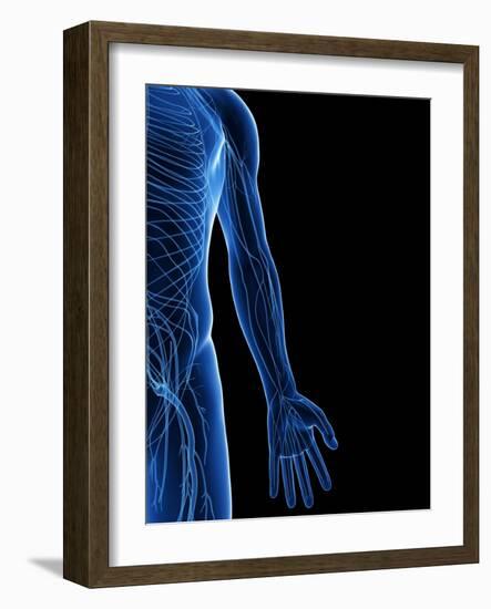 Human Nervous System, Artwork-SCIEPRO-Framed Photographic Print