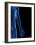 Human Nervous System, Artwork-SCIEPRO-Framed Photographic Print