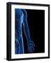 Human Nervous System, Artwork-SCIEPRO-Framed Photographic Print