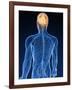 Human Nervous System, Artwork-SCIEPRO-Framed Photographic Print