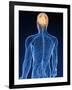 Human Nervous System, Artwork-SCIEPRO-Framed Photographic Print