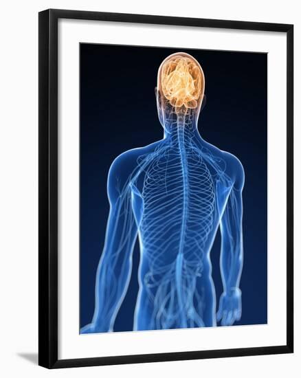 Human Nervous System, Artwork-SCIEPRO-Framed Photographic Print