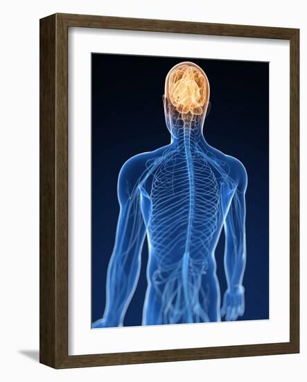 Human Nervous System, Artwork-SCIEPRO-Framed Photographic Print