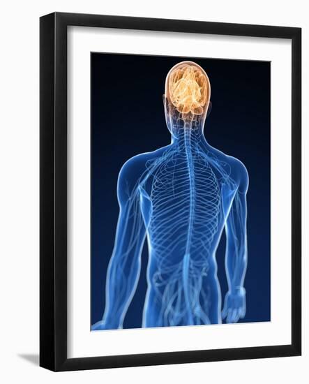 Human Nervous System, Artwork-SCIEPRO-Framed Photographic Print