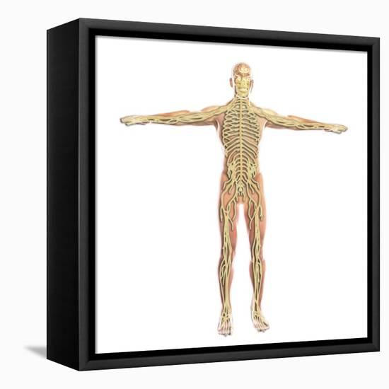 Human Nervous System-Stocktrek Images-Framed Stretched Canvas