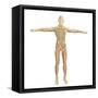 Human Nervous System-Stocktrek Images-Framed Stretched Canvas