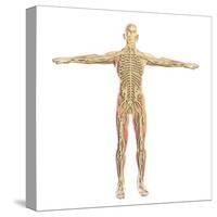 Human Nervous System-Stocktrek Images-Stretched Canvas