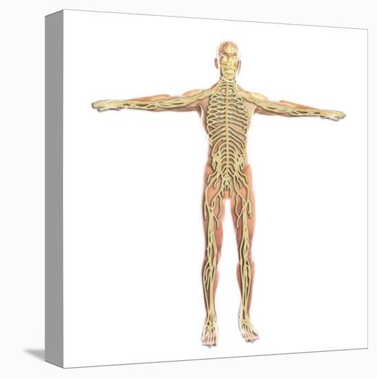 Human Nervous System-Stocktrek Images-Stretched Canvas