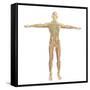 Human Nervous System-Stocktrek Images-Framed Stretched Canvas