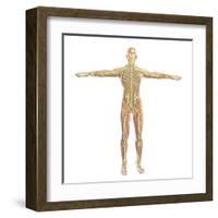 Human Nervous System-Stocktrek Images-Framed Art Print